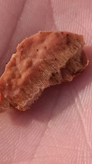 Ceriporiopsis gilvescens