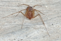 Scytodes