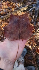 Liriodendron tulipifera