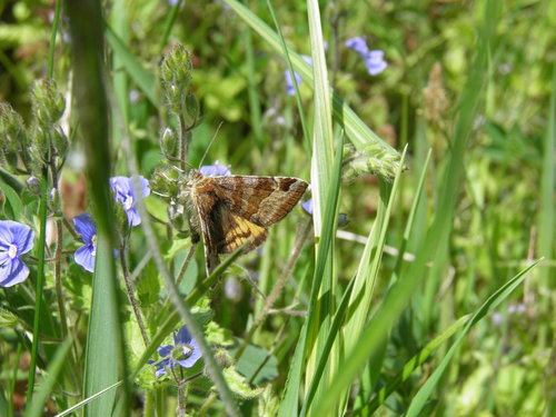 Rusvasis dobilinukas