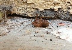 Scytodes