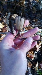 Liriodendron tulipifera