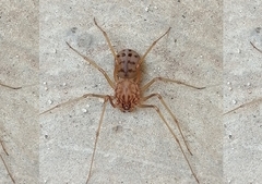 Scytodes