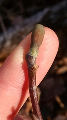 Liriodendron tulipifera