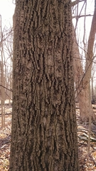 Liriodendron tulipifera