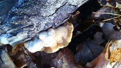 Phyllotopsis nidulans