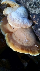 Phyllotopsis nidulans