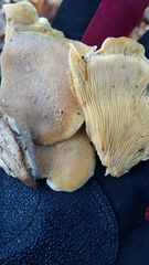 Phyllotopsis nidulans