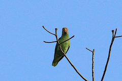 Geoffroyus geoffroyi