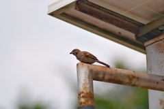 Passer montanus