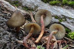 Mycena nivicola