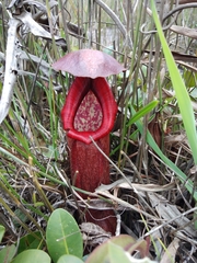 Nepenthes bokorensis