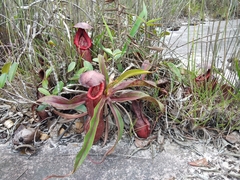 Nepenthes bokorensis