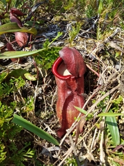 Nepenthes bokorensis