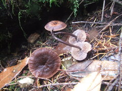 Gymnopus fuscopurpureus