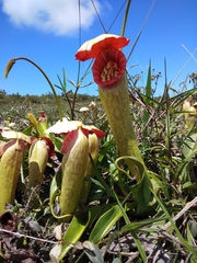 Nepenthes bokorensis