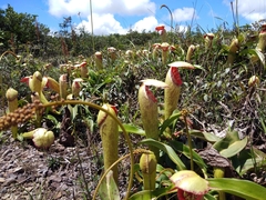 Nepenthes bokorensis