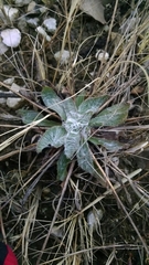 Plantago floccosa