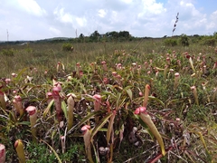 Nepenthes bokorensis
