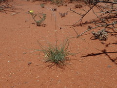 Stipagrostis ciliata capensis