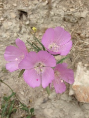 Clarkia bottae
