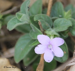 Barleria spinulosa