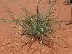 Stipagrostis ciliata capensis