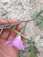 Clarkia bottae