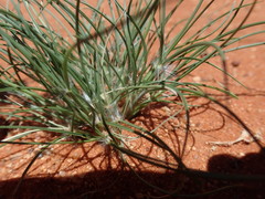 Stipagrostis ciliata capensis