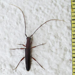 Listrocerum aeolis
