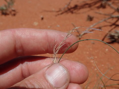 Stipagrostis ciliata capensis