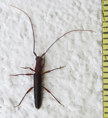 Listrocerum aeolis
