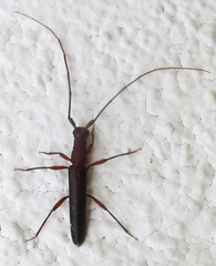 Listrocerum aeolis