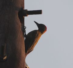 Chloropicus griseocephalus