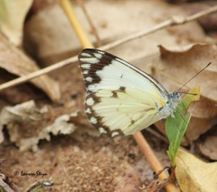 Belenois creona severina