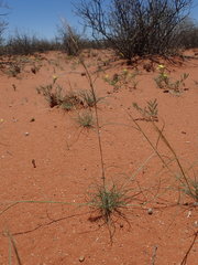 Stipagrostis ciliata capensis