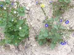 Phacelia viscida viscida