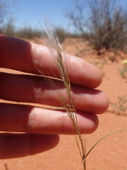 Stipagrostis ciliata capensis
