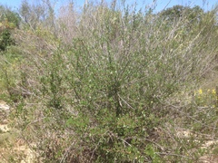 Ceanothus megacarpus megacarpus