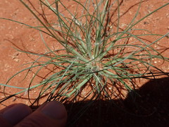 Stipagrostis ciliata capensis