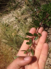 Ceanothus megacarpus megacarpus