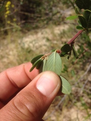 Ceanothus megacarpus megacarpus