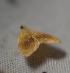 Glaphyria fulminalis