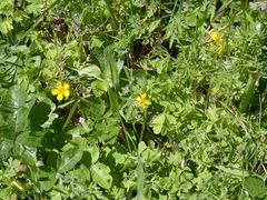 Oxalis suksdorfii