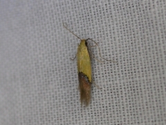 Opogona protodoxa