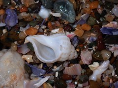 Coralliophila squamosissima