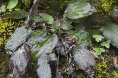 Omphalodes cappadocica