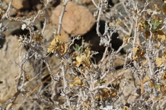 Kissenia capensis image