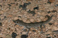 Strophurus strophurus