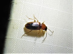 Stenolophus dissimilis